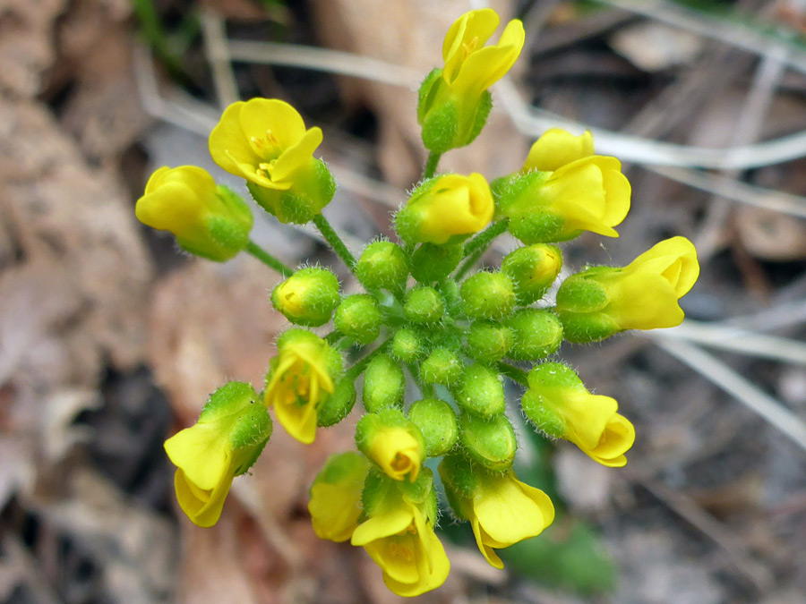 Developing flowers