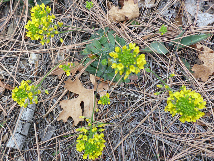 Flowering stems