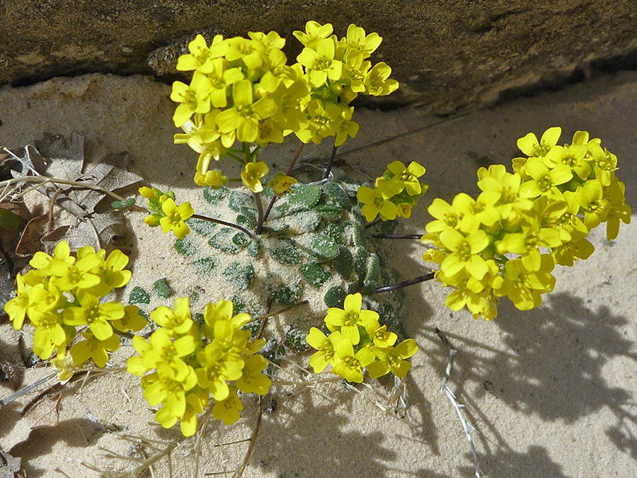 Sandy plant