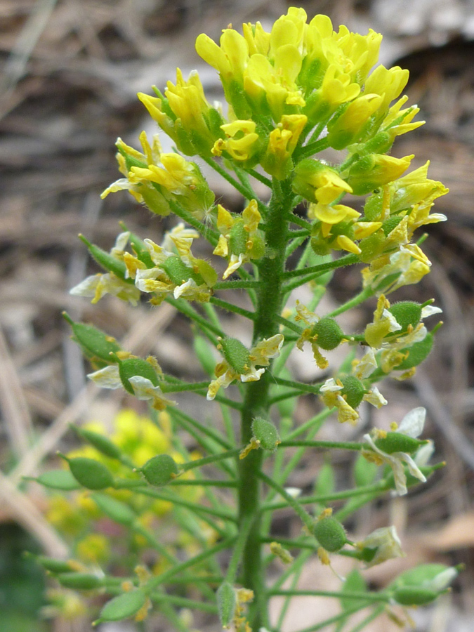 Flower spike