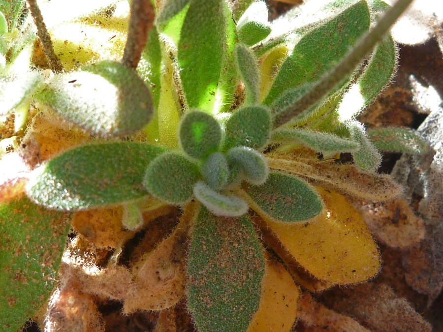 Basal leaves