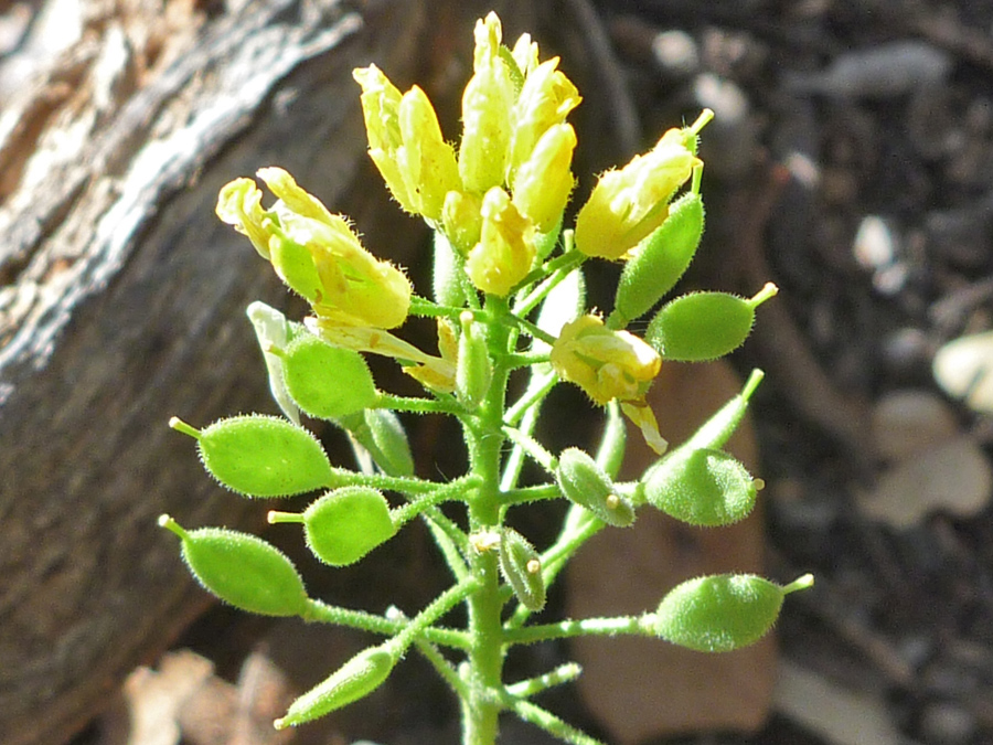 Fruits and withering flowers