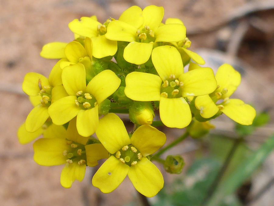 Yellow flowers