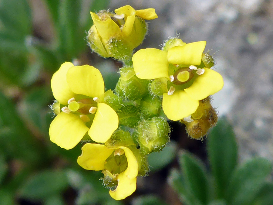 Petals and sepals