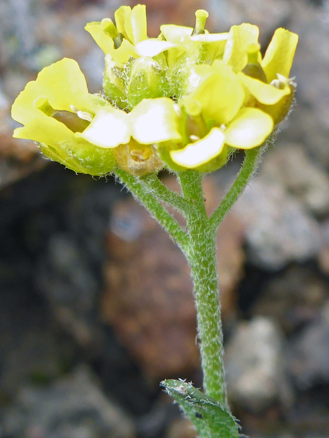 Hairy stem