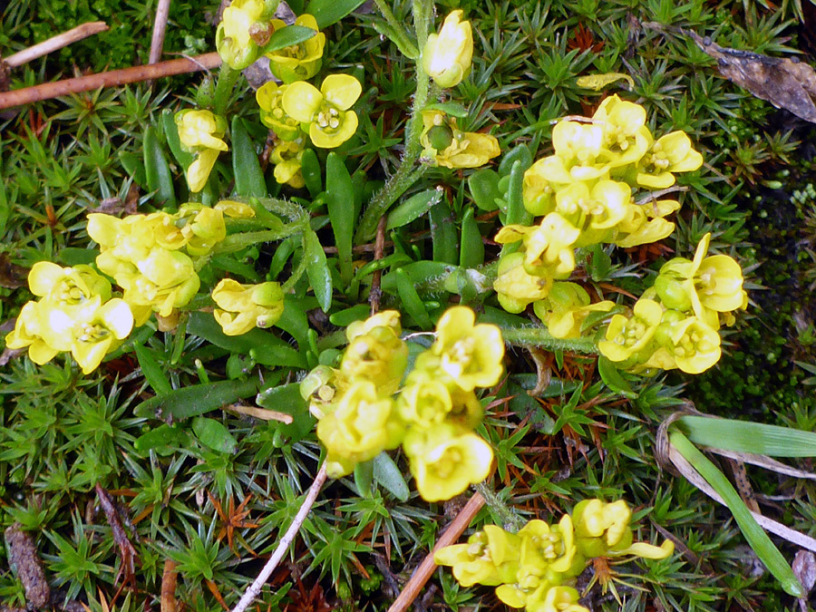 Flowers and leaves