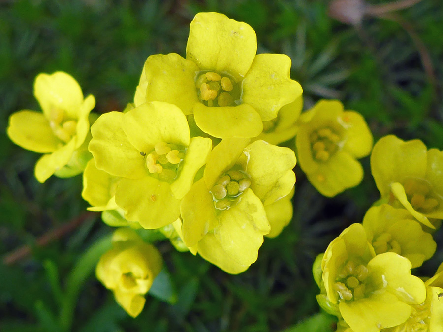 Yellow flowers