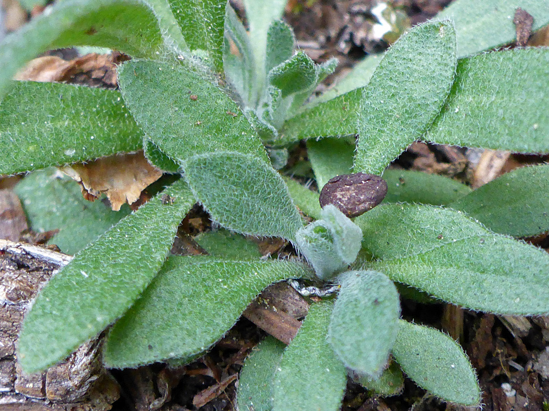 Hairy basal leaves