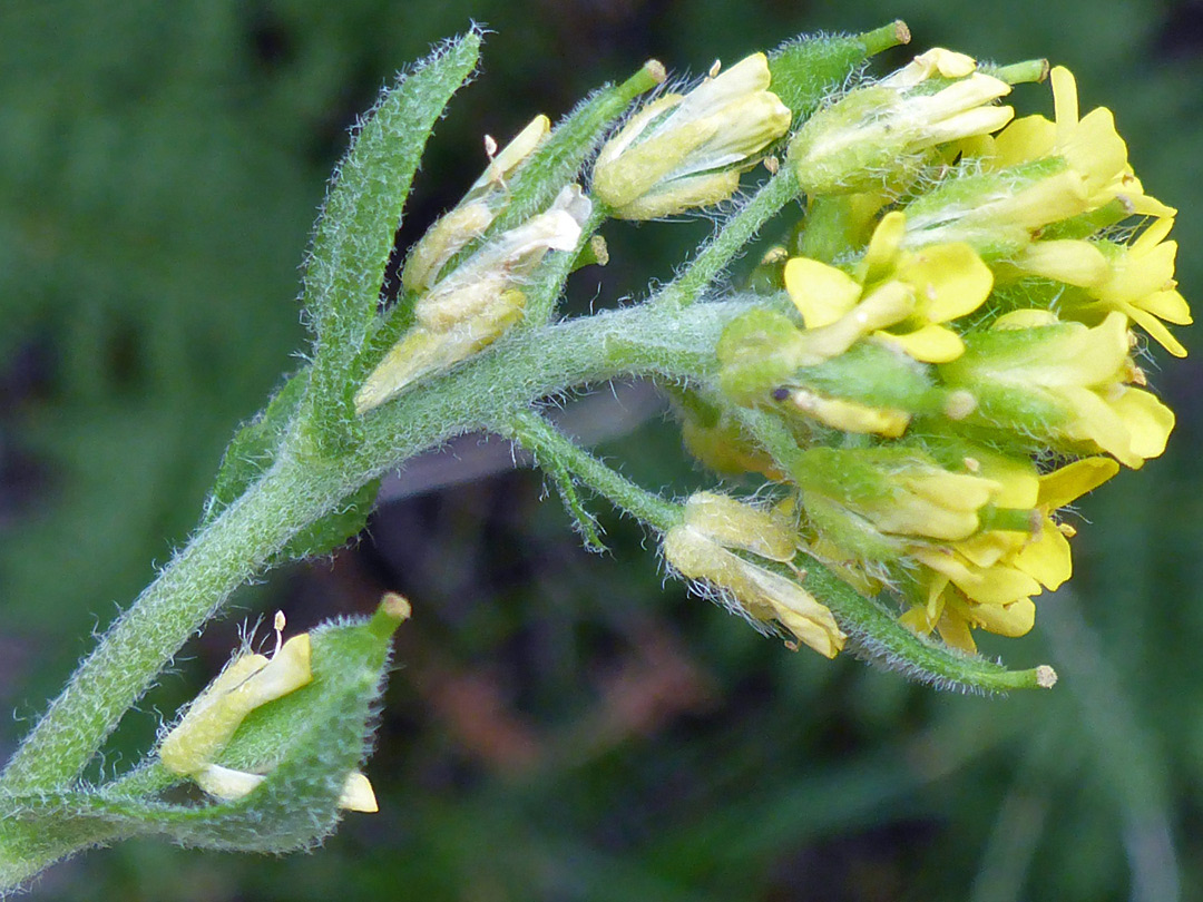 Flowers and upper stem