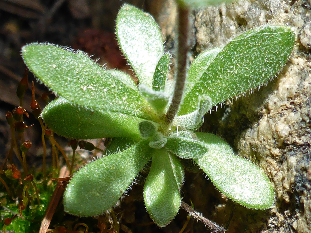 Hairy basal leaves