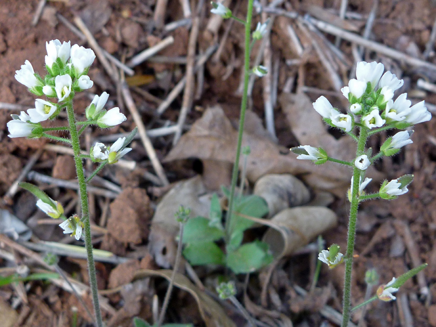 Two flower stalks