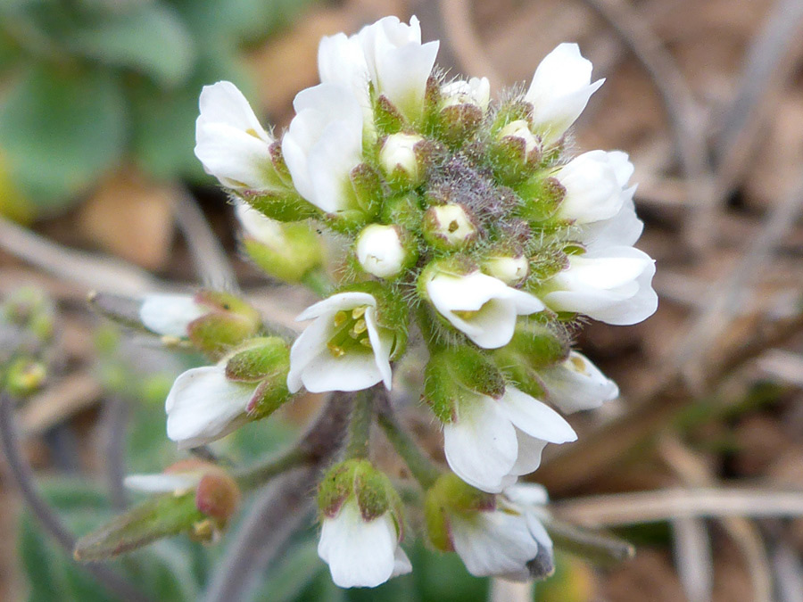 Flower cluster