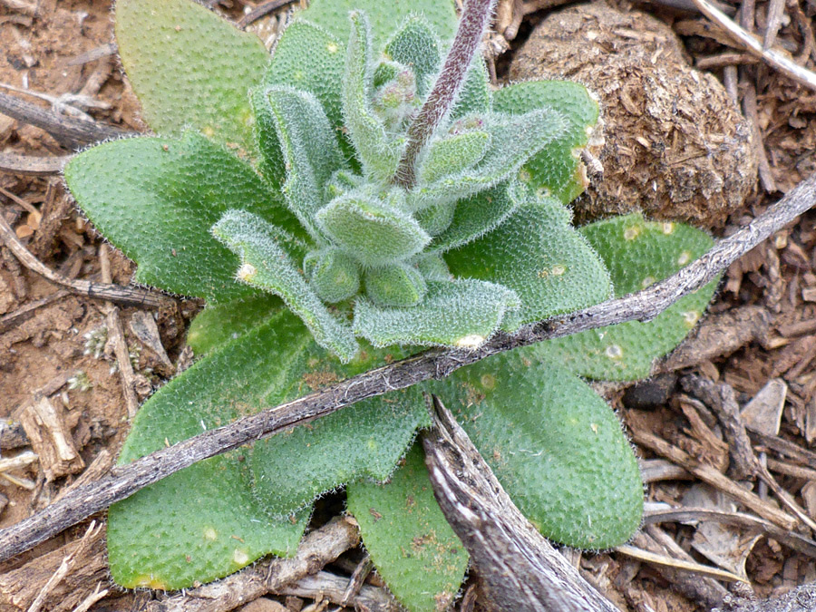 Hairy basal leaves