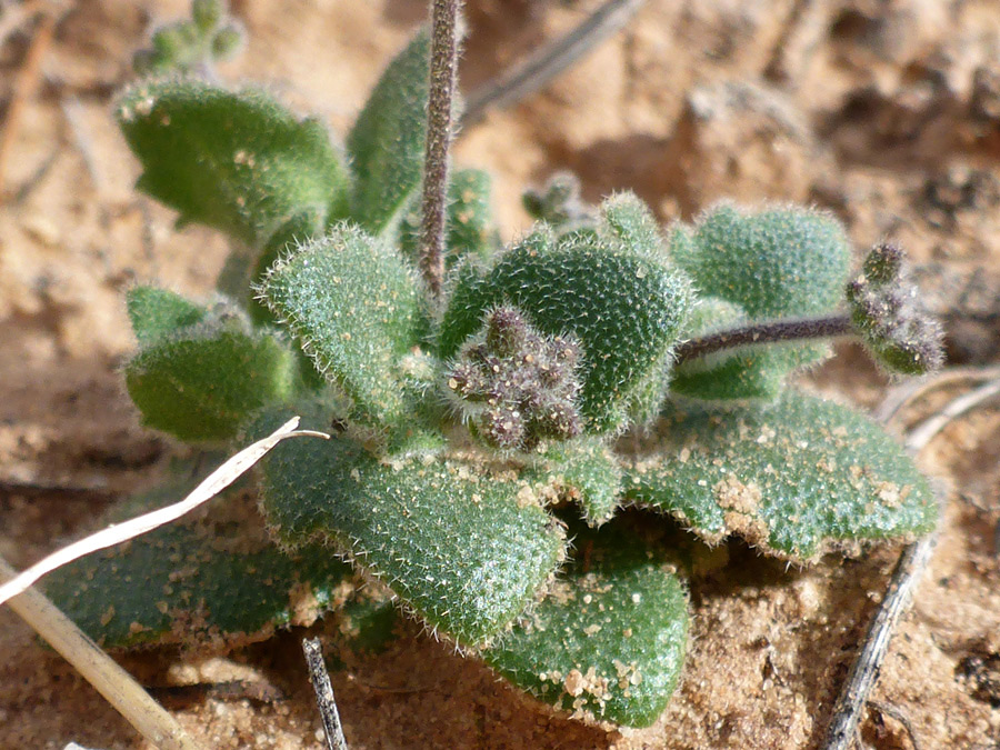 Leaf rosette