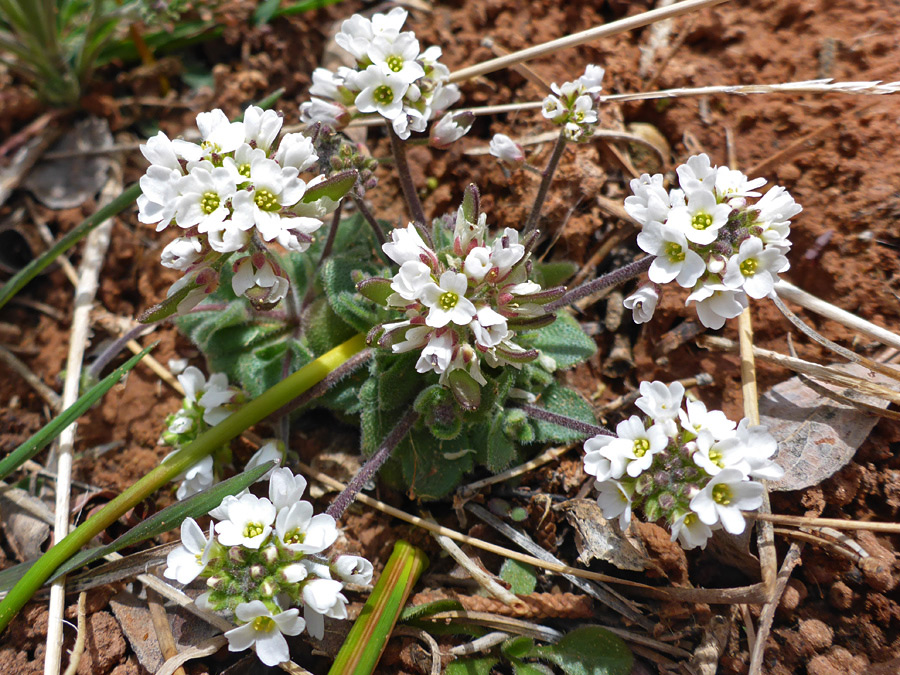 Flowering stems