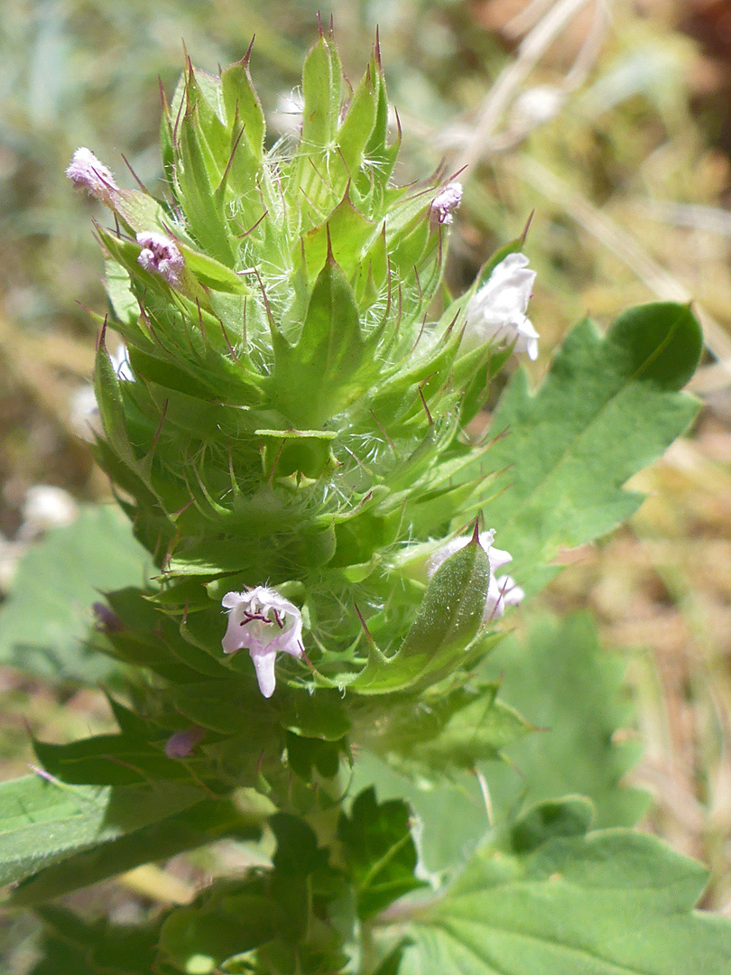 Leafy inflorescence