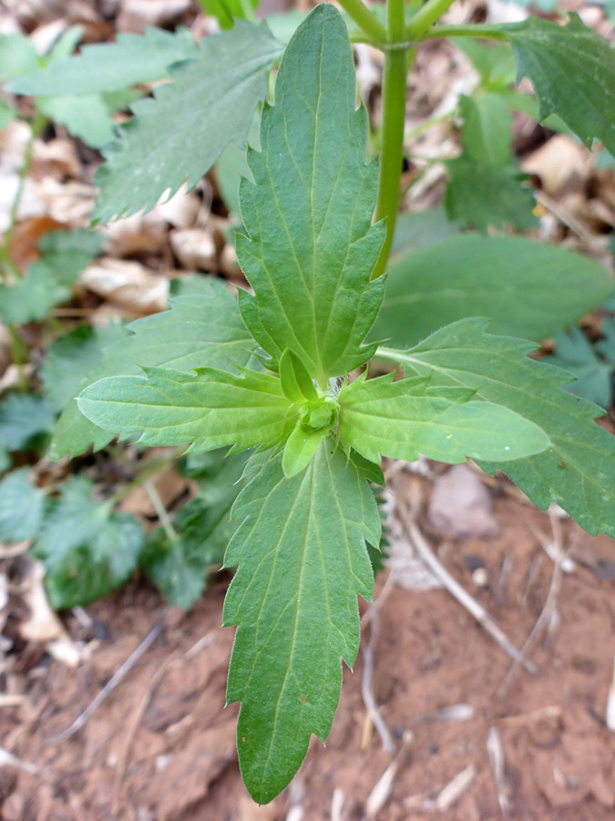 Leaves