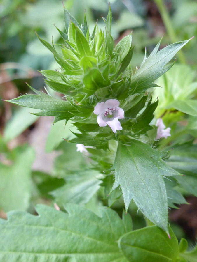 Flowers and bracts