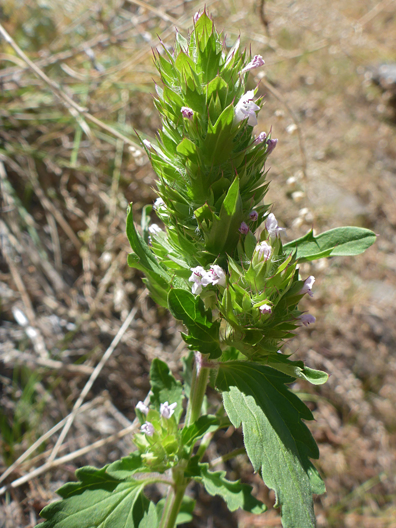 Spine-tipped bracts