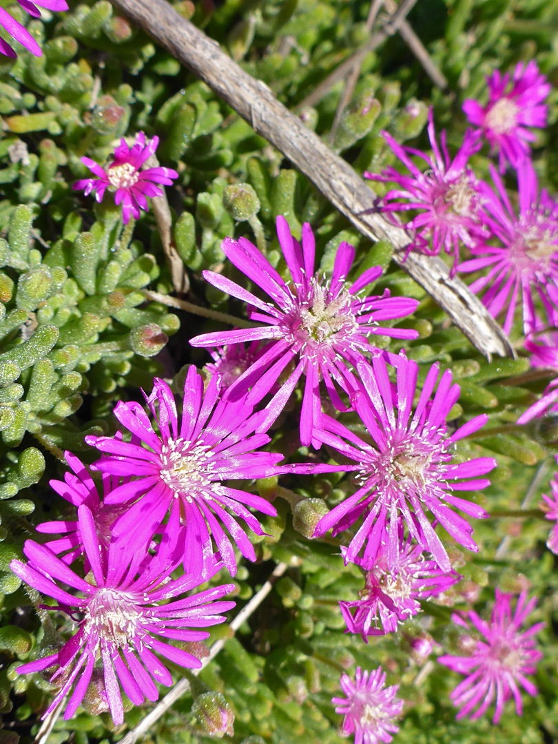 Group of flowers