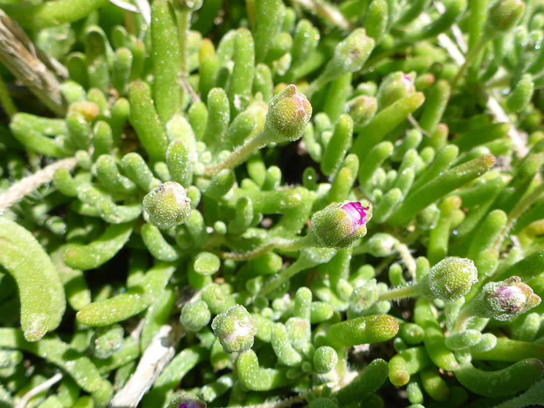 Succulent leaves