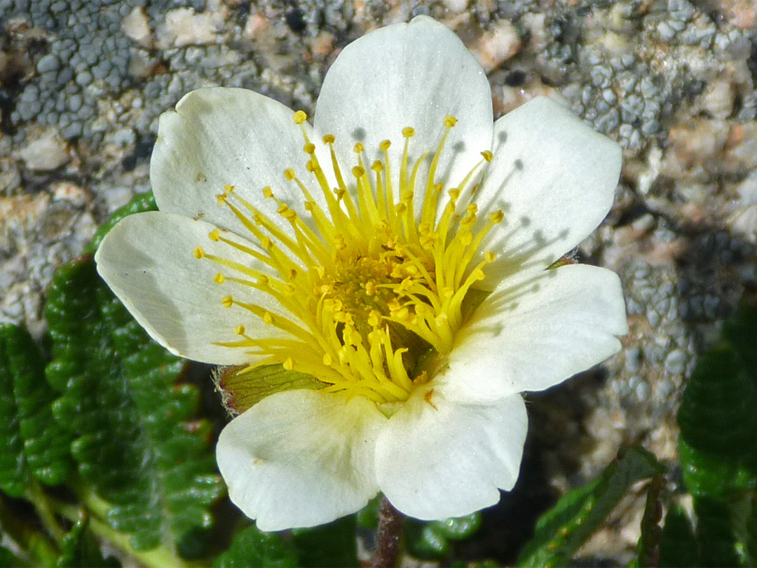 Flower with seven petals