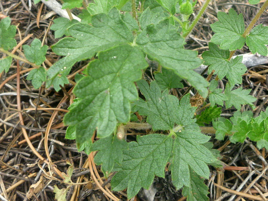 Hairy stems