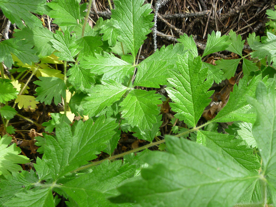 Compound leaves