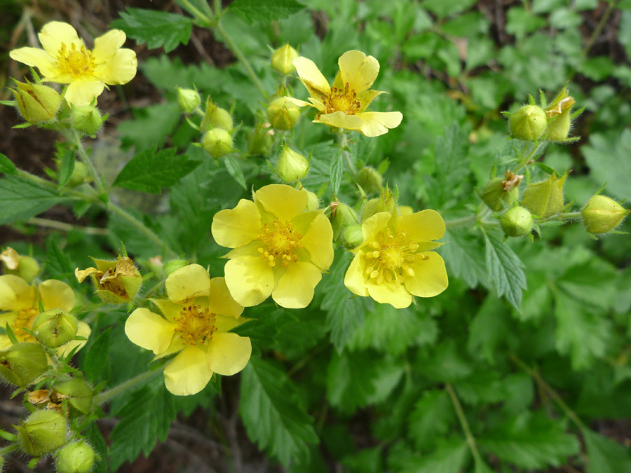 Group of flowers