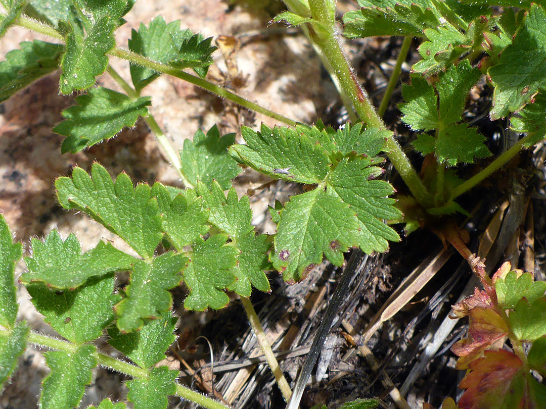 Pinnate leaves