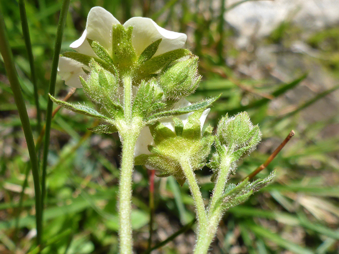 Hairy green sepals