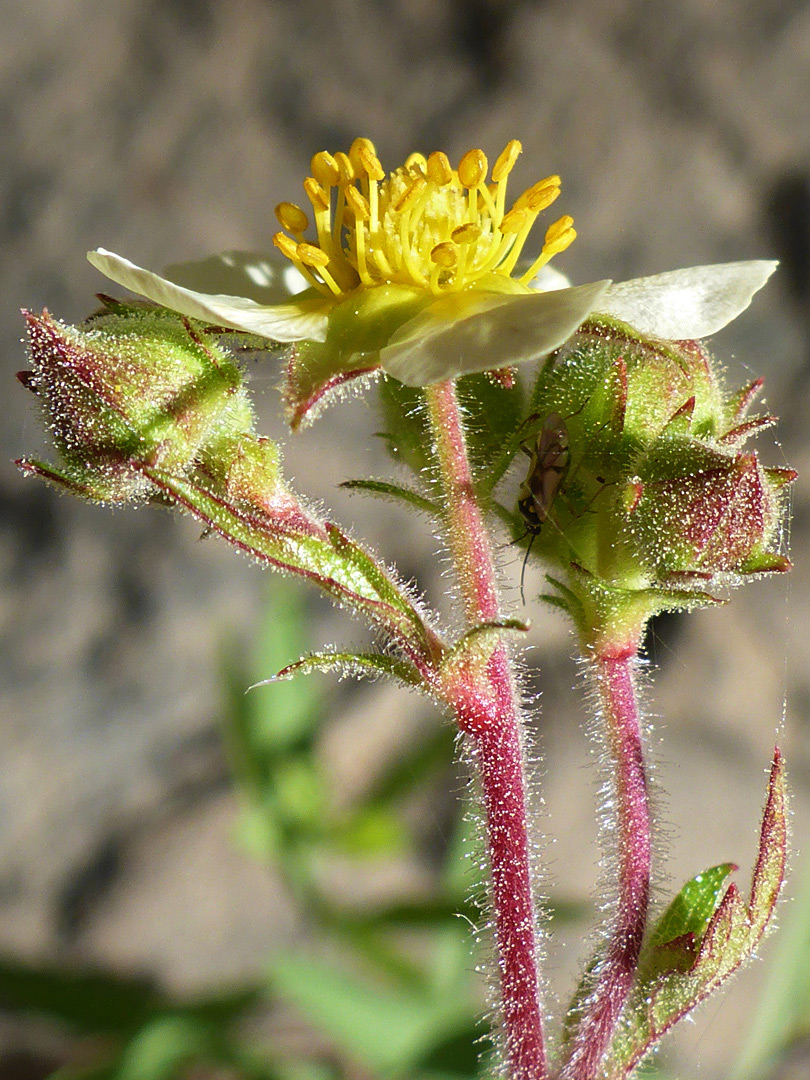 Glandular inflorescence