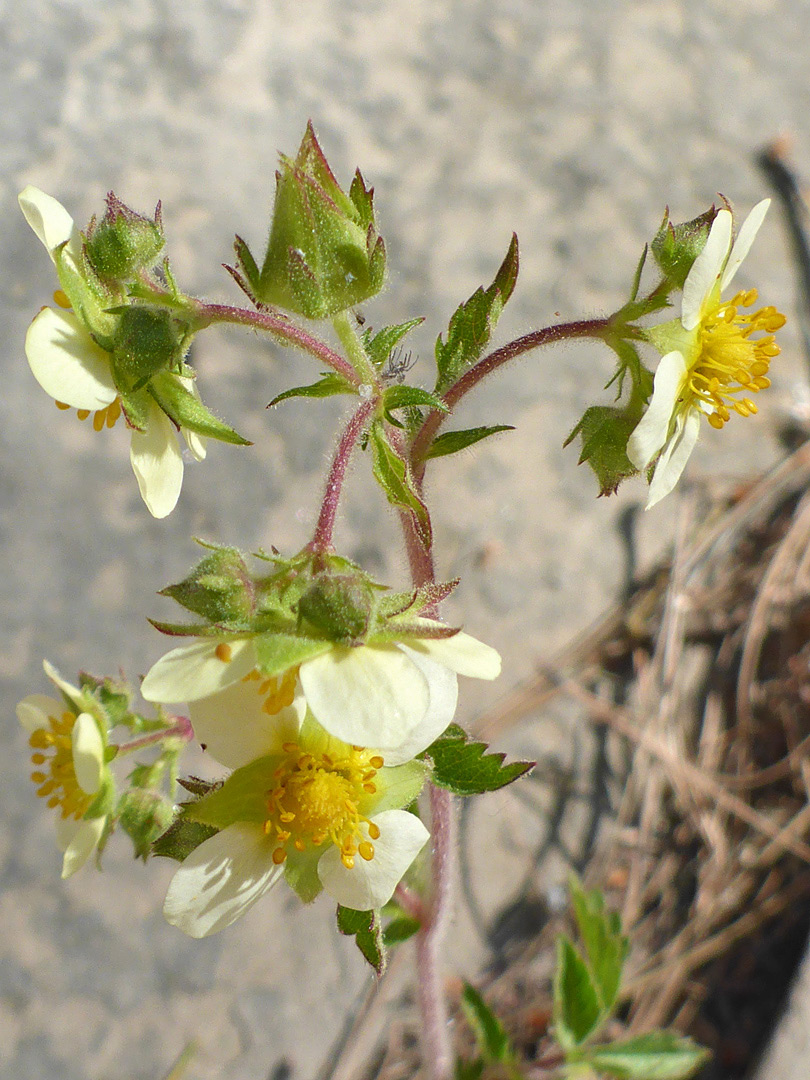 Spreading flowers