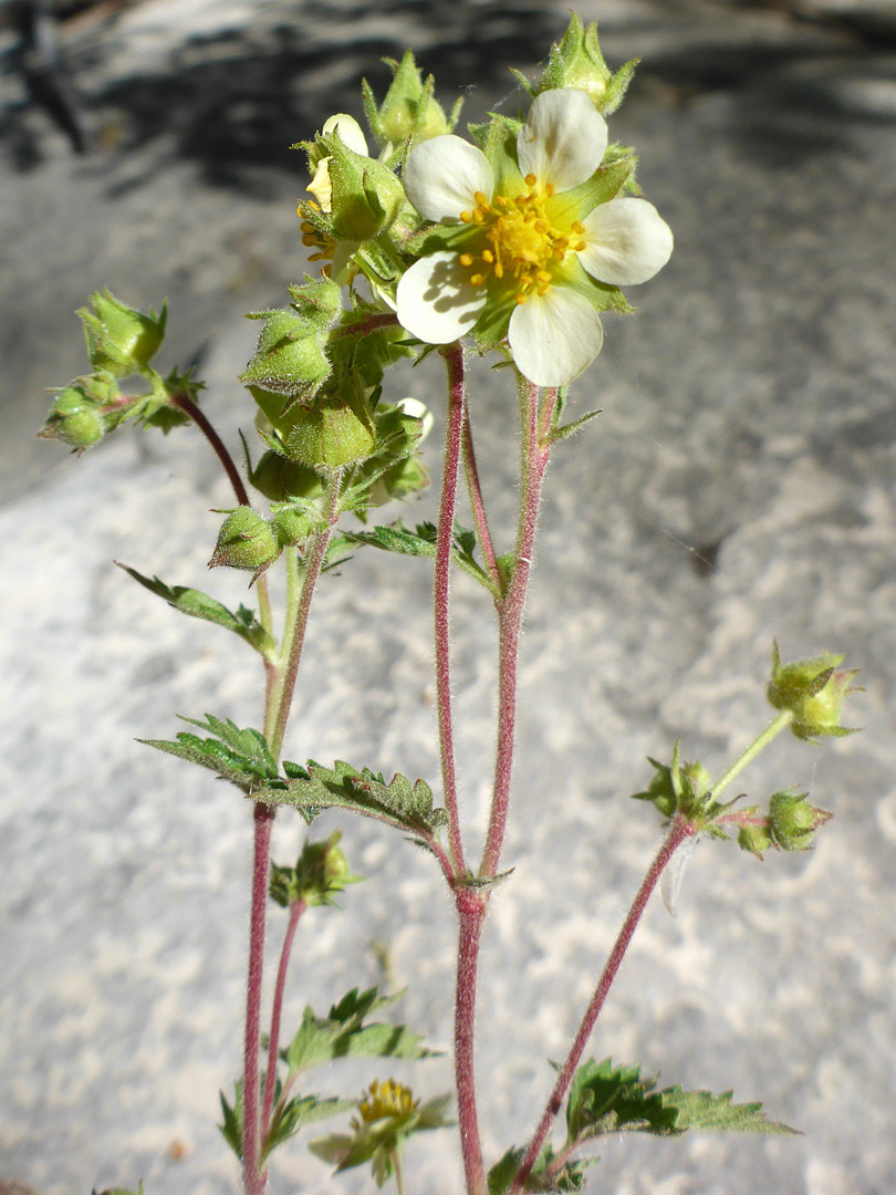 Flowering stems