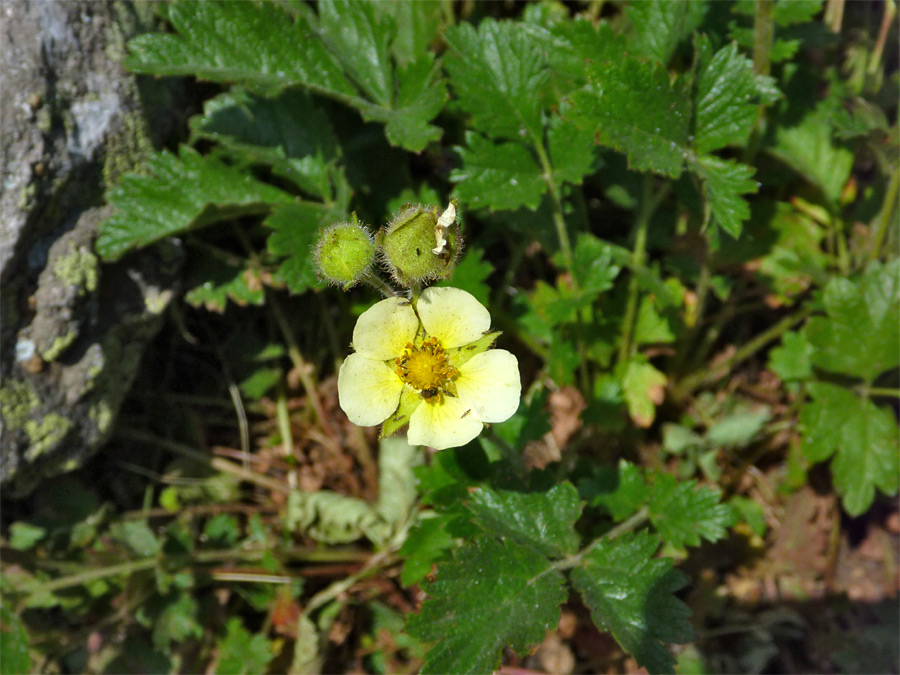 Flower and leaves