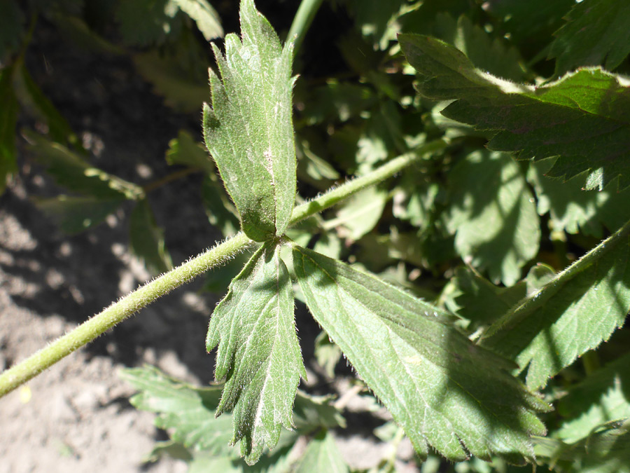 Stem and leaf