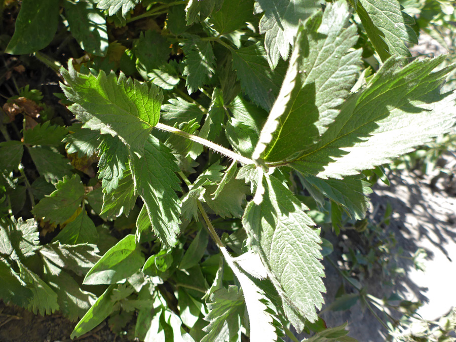 Compound leaves