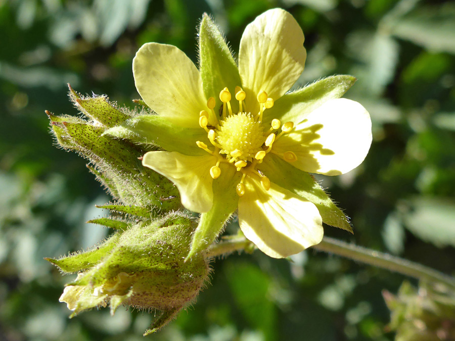 Flower and buds