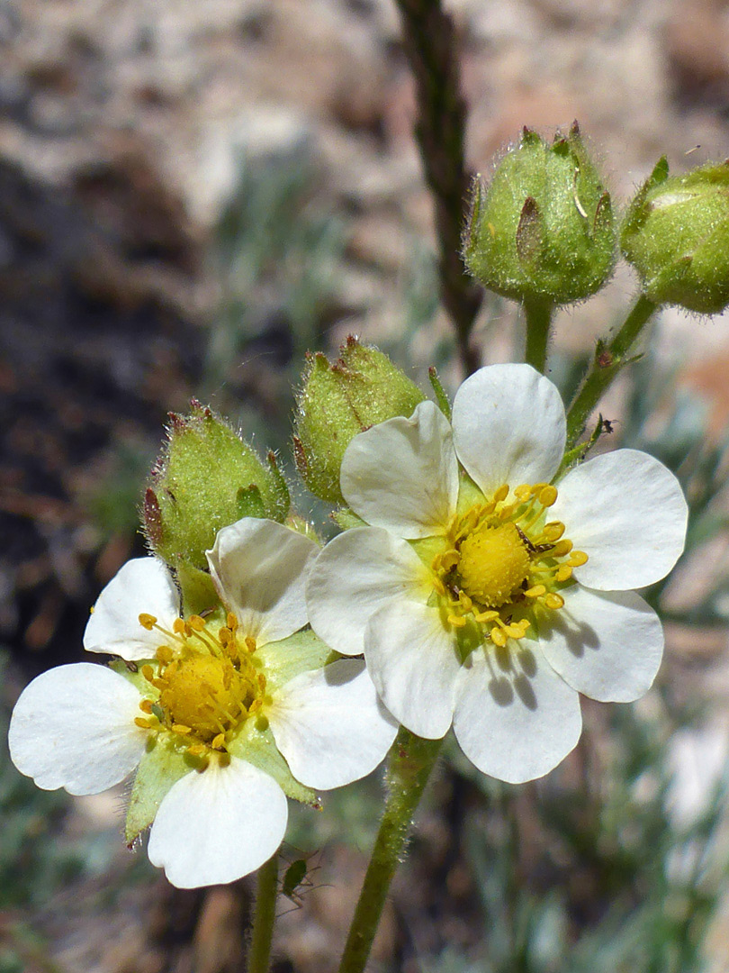 Two white flowers