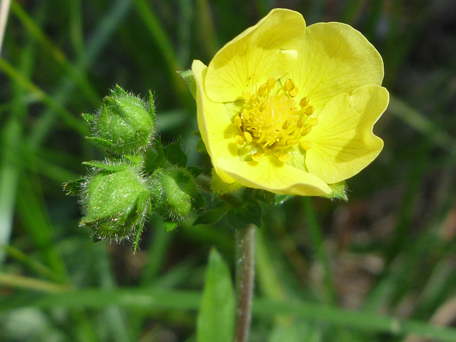 Flower and buds