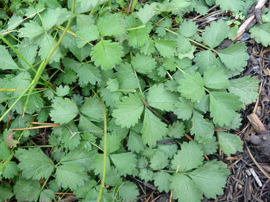 Lobed leaves