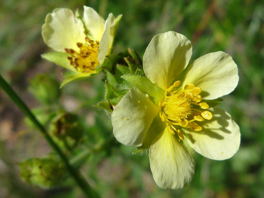 Pale yellow flowers