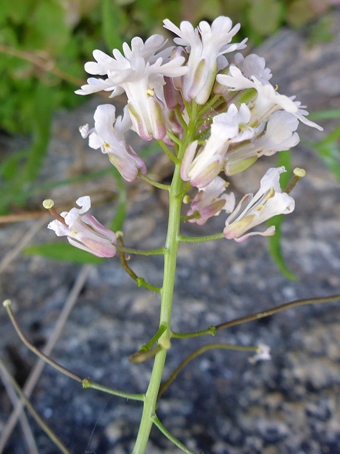 Cluster of white flowers