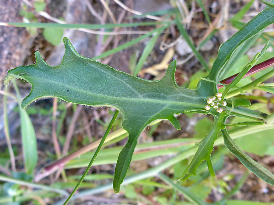 Lobed leaf