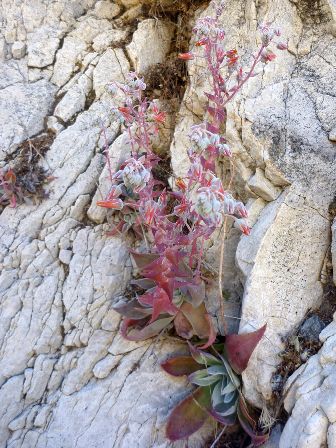 Flower stalks