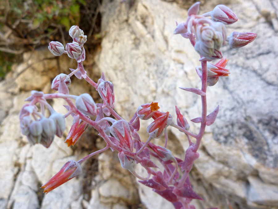 Inflorescence