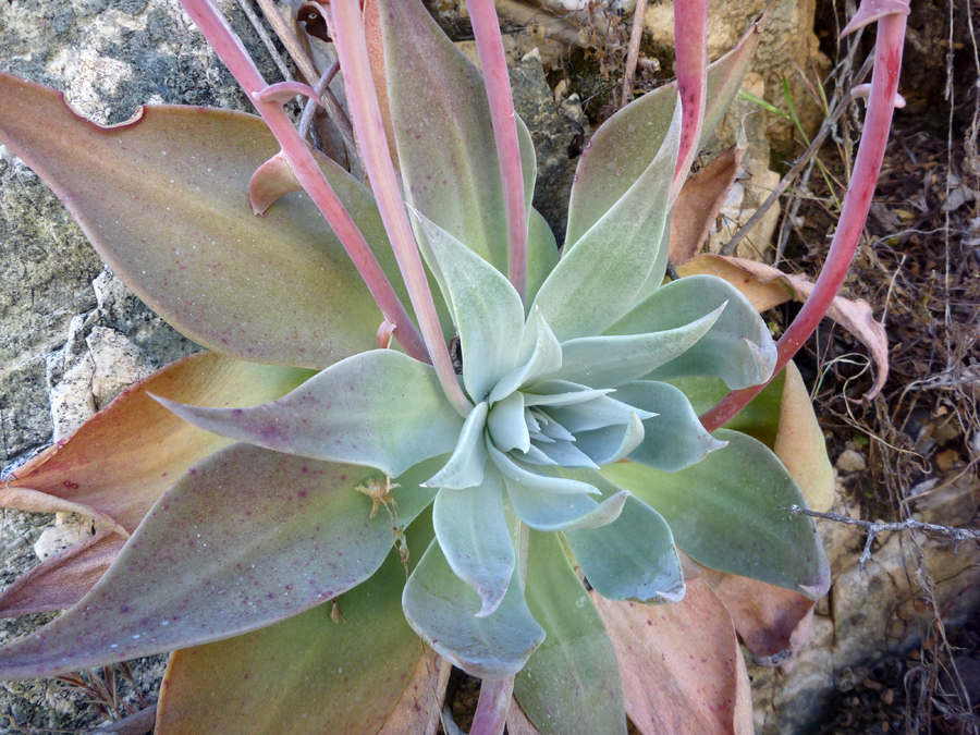 Leaf rosette