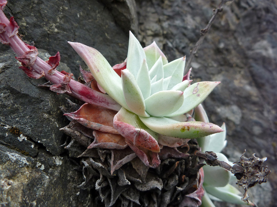 Succulent leaves