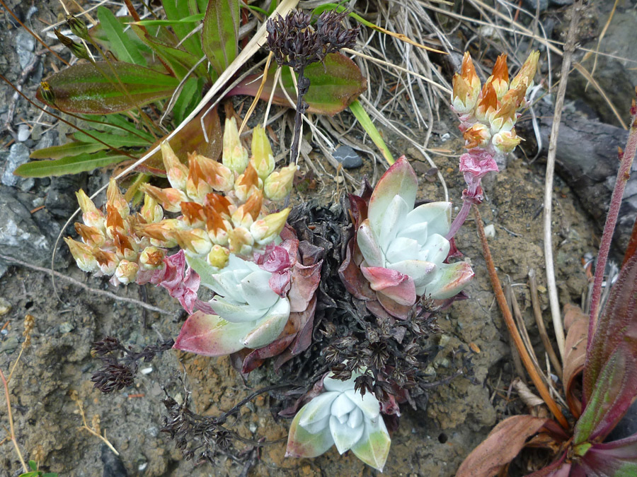 Three rosettes