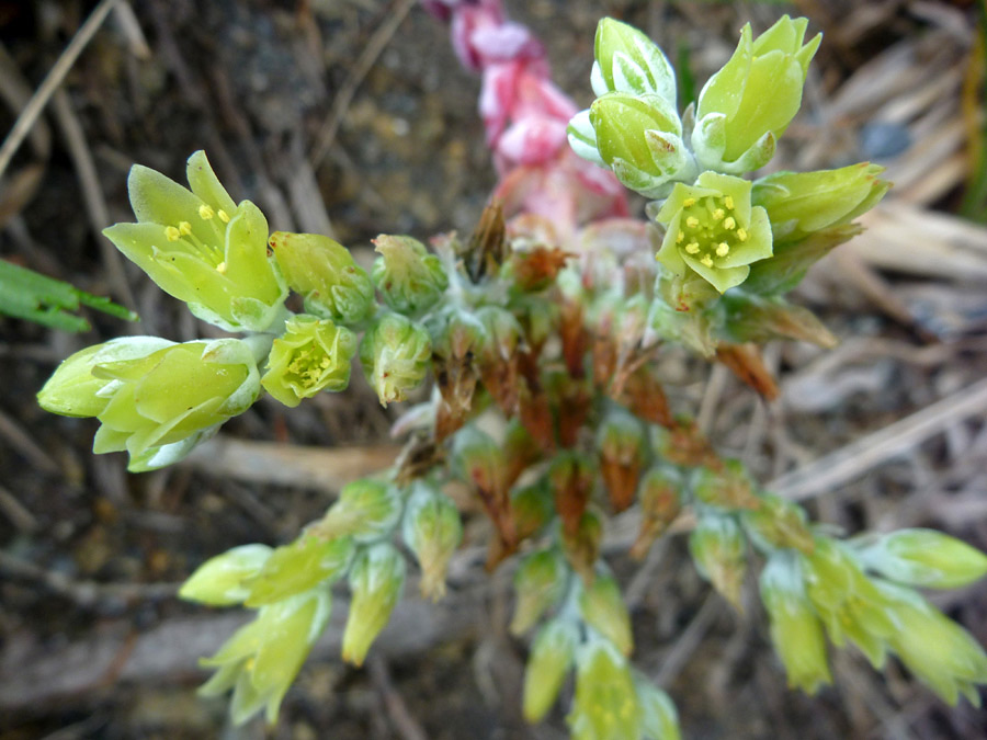 Greenish yellow flowers